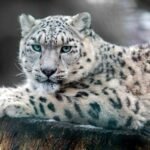 Кыргызстандын Кызыл китеби жаңыртылат — новости Кыргызстана