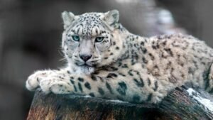 Кыргызстандын Кызыл китеби жаңыртылат — новости Кыргызстана
