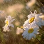 27-июнь: Өлкөнүн көпчүлүк аймактарында жаан жаайт — Новости Кыргызстана