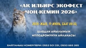 Чоң-Кеминде ак илбирсти коргоого арналган экологиялык фестиваль өтөт — Новости Кыргызстана