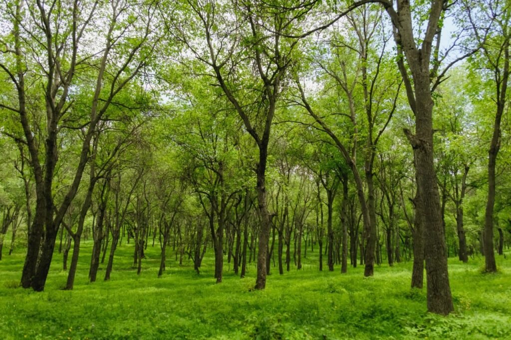 Природные парки, леса, пещеры: однодневные туры из Оша — контекст события