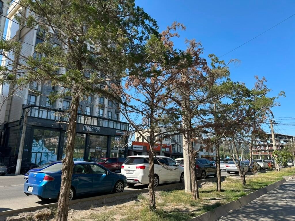 Сүхэ-Батор көчөсүндө бак-дарактар эмнеге куурап жатат: тургундар жана «Бишкекжашылкурулуш» эмне дейт?