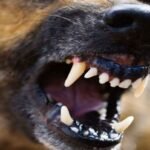 Кутурма өлүмгө алып келет: жаныбар тиштеп алгандан кийин эмне кылуу керек — дарыгерлердин кеңештери — Новости Кыргызстана
