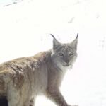 Чоң-Кеминдеги фотокапкандарга түшкөн жапайы жаныбарлардын сүрөтү жарыяланды — Новости Кыргызстана