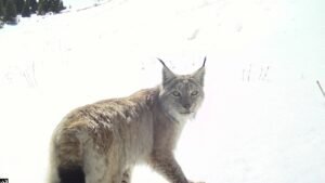 Чоң-Кеминдеги фотокапкандарга түшкөн жапайы жаныбарлардын сүрөтү жарыяланды — Новости Кыргызстана