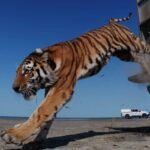 Казакстанда 70 жылдан кийин жапайы жаратылышка алгачкы жолу жолборс коё берилди — Новости Кыргызстана