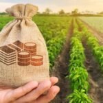 Жарым жылда айыл чарбасын жана ишкердикти колдоого 6,7 млрд сом жеңилдетилген насыя берилген — Новости Кыргызстана
