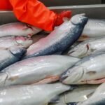 Кыргызстан за семь месяцев экспортировал 746,7 тонны рыбы — Новости Кыргызстана