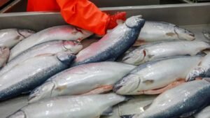 Кыргызстан за семь месяцев экспортировал 746,7 тонны рыбы — Новости Кыргызстана
