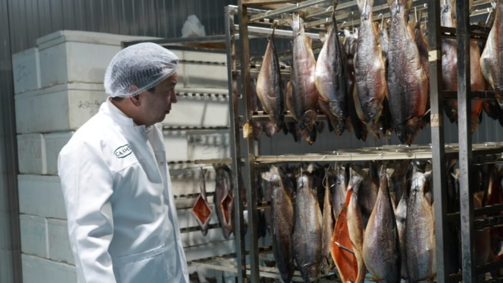 Чүйдө 3 миң тонна балыкты кайра иштетүүчү завод ишке кирет