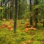 Прогноз погоды в Кыргызстане на 1 сентября — Новости Кыргызстана
