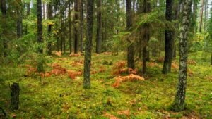 Прогноз погоды в Кыргызстане на 1 сентября — Новости Кыргызстана