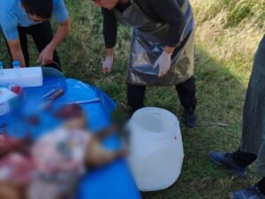 В Нарынском заповеднике изучают состояние серых сурков — Новости Кыргызстана