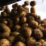 В Кыргызстане планируют на полгода запретить ввоз картофеля — Новости Кыргызстана