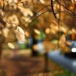 Ыңгайлуу жылуу аба ырайы жана жаан-чачынсыз: 6-сентябрга карата аба ырайы — Новости Кыргызстана