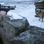 Жогорку Кеңеште иттерди атууга тыюу салып, чиптештирүүнү киргизүү сунушталууда — Новости Кыргызстана