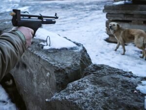 Жогорку Кеңеште иттерди атууга тыюу салып, чиптештирүүнү киргизүү сунушталууда — Новости Кыргызстана