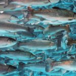 Кыргызстан вводит запрет на импорт рыбных кормов сроком на шесть месяцев  — Новости Кыргызстана