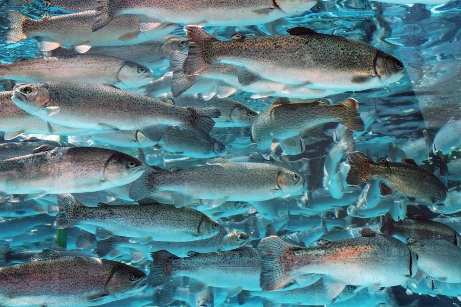 Кыргызстан вводит запрет на импорт рыбных кормов сроком на шесть месяцев 