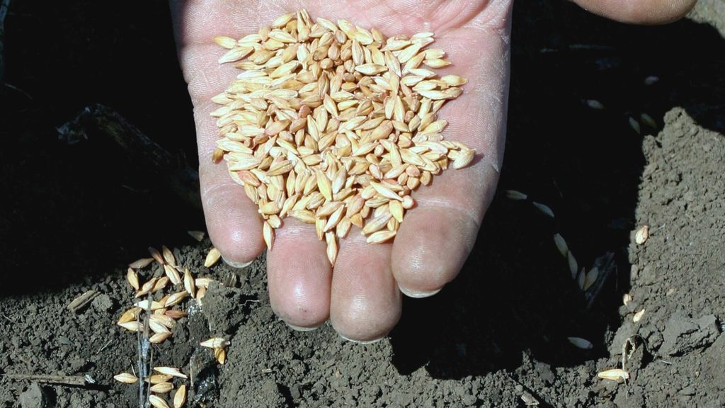 В Кыргызстане поступили в продажу сертифицированные семена озимых зерновых культур — Новости Кыргызстана