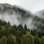 Кыргызстанда токойлордун жалпы аянты 1 млн 273 миң гектарга жетти — Новости Кыргызстана
