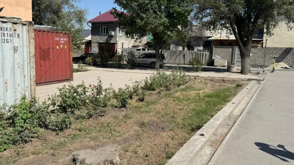 Бишкекте Маданият университетинин аймагында бак-дарактар мыйзамсыз кыйылган