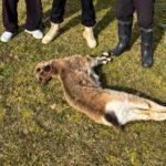 Кочкор районунда мыйзамсыз атылган тоо эчкинин улагы табылды — Новости Кыргызстана