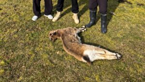Кочкор районунда мыйзамсыз атылган тоо эчкинин улагы табылды — Новости Кыргызстана